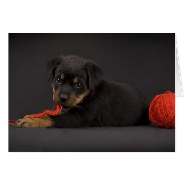 遊の子犬5 (正面横)