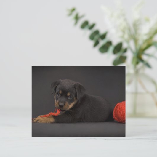 遊の子犬5 ポストカード (スタンド正面)