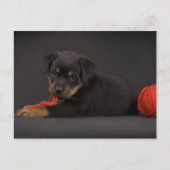 遊の子犬5 ポストカード (正面)