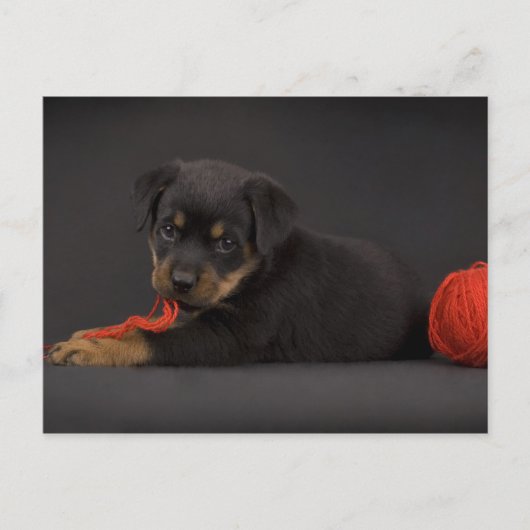 遊の子犬5 ポストカード (正面)