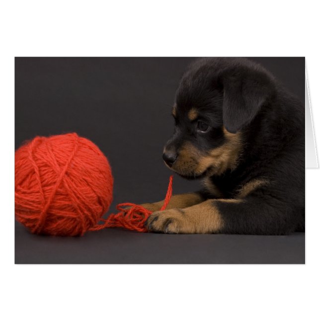 遊の子犬6 (正面横)