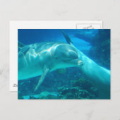遊び心のあるドルフィンポストカード ポストカード (正面/裏面)