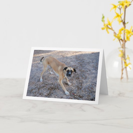 遊ぶ準備ができた犬 カード (黄色い花)