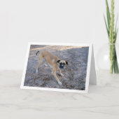 遊ぶ準備ができた犬 カード (正面)