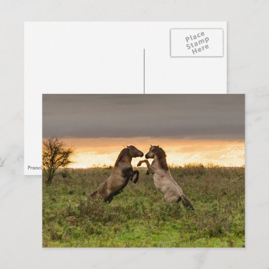 遊馬はがき ポストカード (正面/裏面)