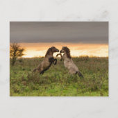 遊馬はがき ポストカード (正面)