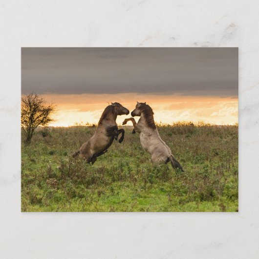 遊馬はがき ポストカード (正面)