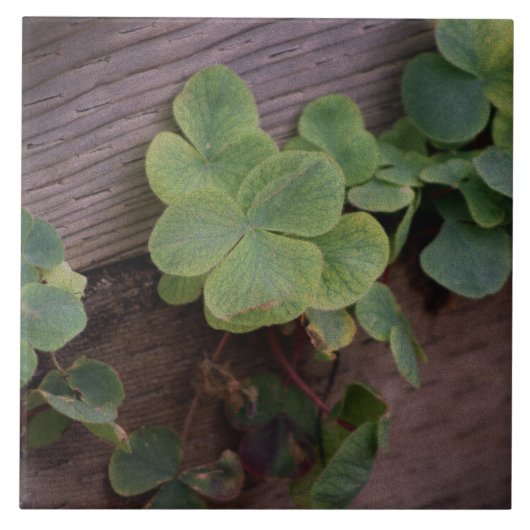 運が良いか決まったかSaint patricks day・シャムロック タイル (正面)