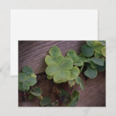 運が良いか決まったかSaint patricks day・シャムロック ポストカード (正面/裏面)