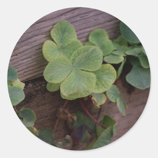 運が良いか決まったかSaint patricks day・シャムロック ラウンドシール (正面)