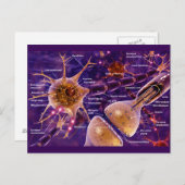 運動ニューロン ポストカード (正面/裏面)