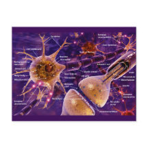 運動ニューロン