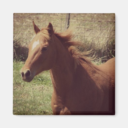 運動中のスコッチ マグネット (正面)