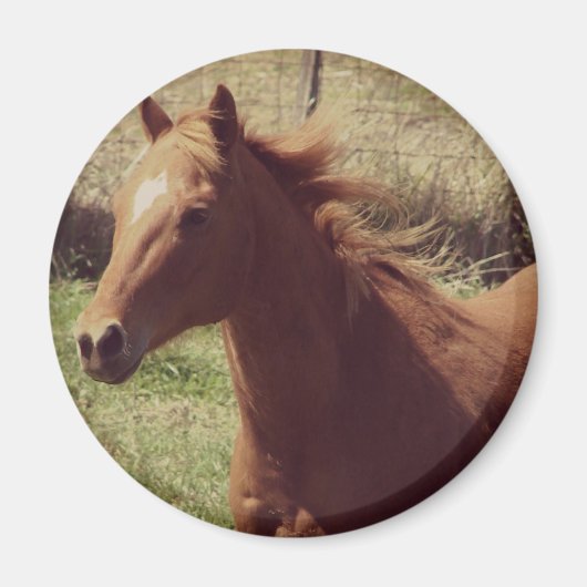 運動中のスコッチ マグネット (正面)