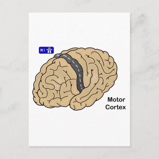 運動皮質 ポストカード (正面)
