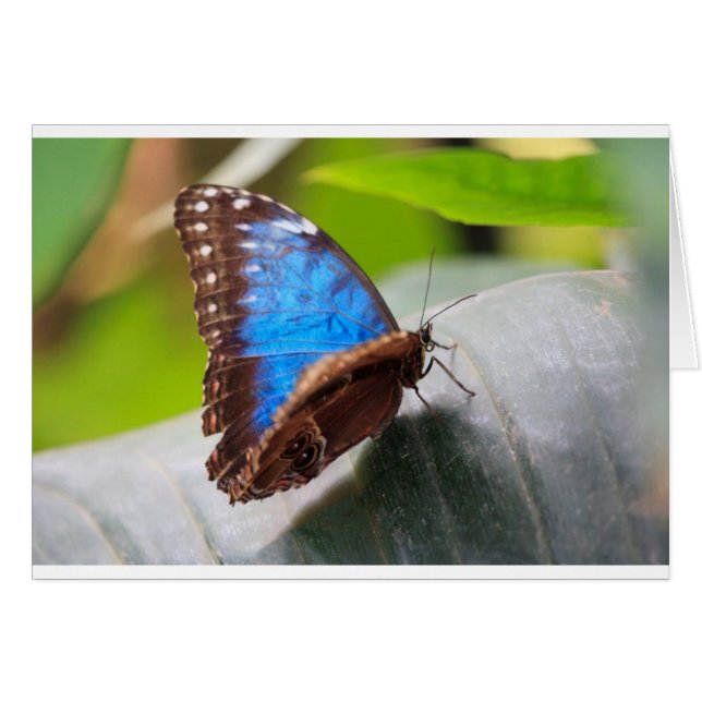 運命のギフト (正面横)