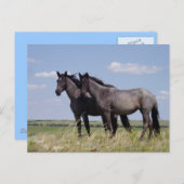 運命の牧場の平和な馬 ポストカード (正面/裏面)