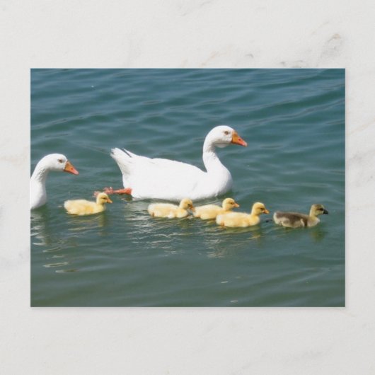 運命の贈り物 ポストカード (正面)