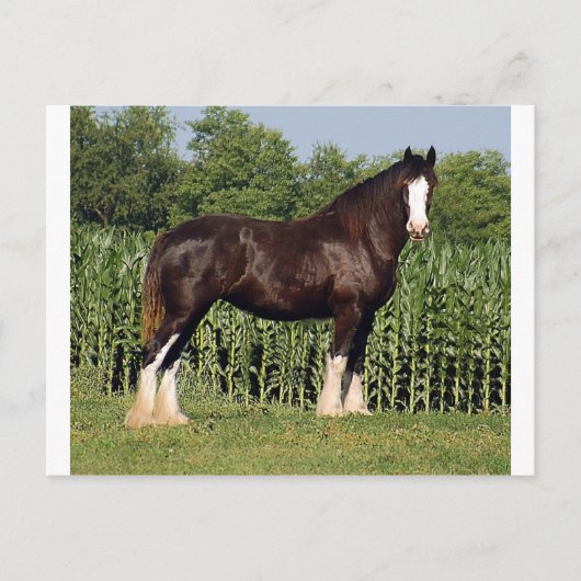 運命 ポストカード (正面)