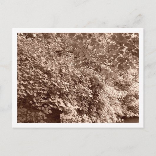 運河のそばの木々 ポストカード (正面)