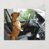運転免許取得おめでとうカード ポストカード (正面)
