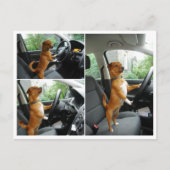 運転免許祝いカード ポストカード (正面)