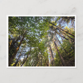 道に沿って ポストカード