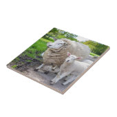 道に立っている白い母ヒツジおよび子ヒツジ タイル (側面)