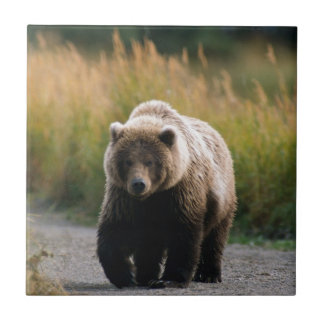 道のヒグマの歩く タイル