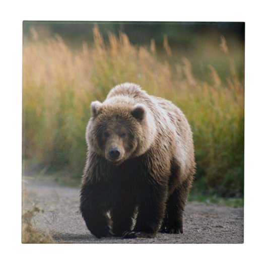 道のヒグマの歩く タイル (正面)
