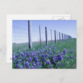 道端のブルーボンネット ポストカード (正面/裏面)