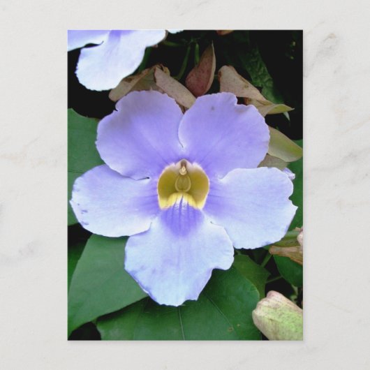 道端の花,プラセンシア,ベリーズ ポストカード (正面)