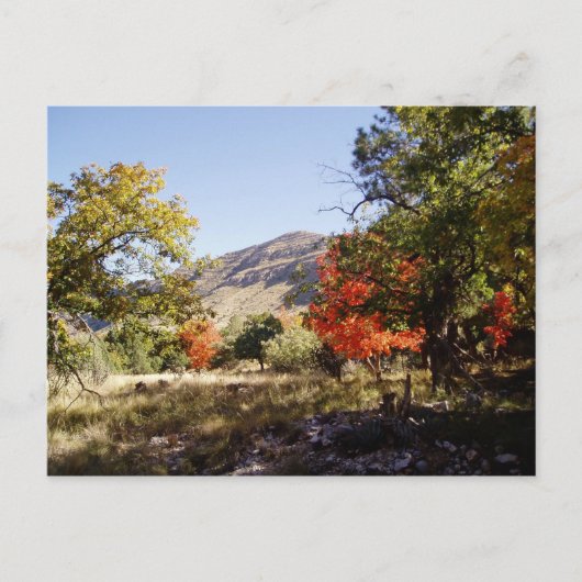 道路に沿って – 草原 ポストカード (正面)