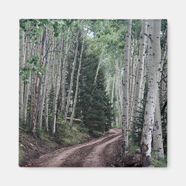 道路を通る樺の木 マグネット