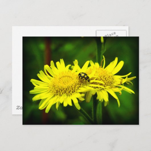 違う ポストカード (正面/裏面)