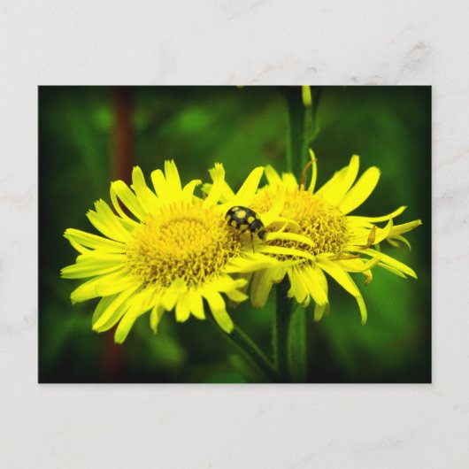 違う ポストカード (正面)