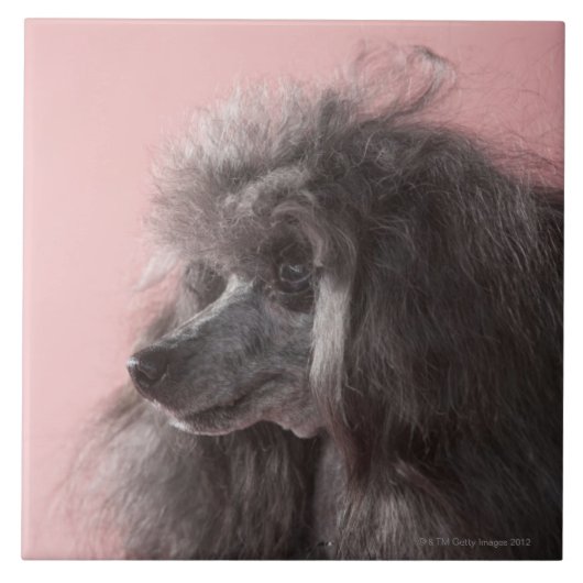 遠くにに見ている犬 タイル (正面)