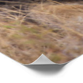 遠くを見つめるライオンのポートレート ポスター (角)