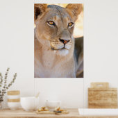 遠くを見つめるライオンのポートレート ポスター (キッチン)