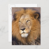 遠くを見つめるライオンのポートレート ポストカード (正面/裏面)
