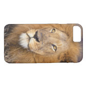 遠くを見つめるライオンのポートレート Case-Mate iPhoneケース (裏面(横))