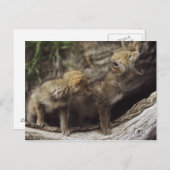 遠ぼえしている組の若いコヨーテの子犬 ポストカード (正面/裏面)