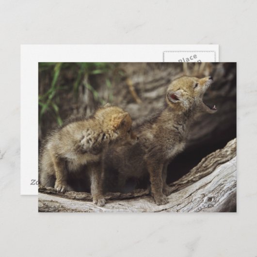 遠ぼえしている組の若いコヨーテの子犬 ポストカード (正面/裏面)