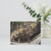遠ぼえしている組の若いコヨーテの子犬 ポストカード (スタンド正面)