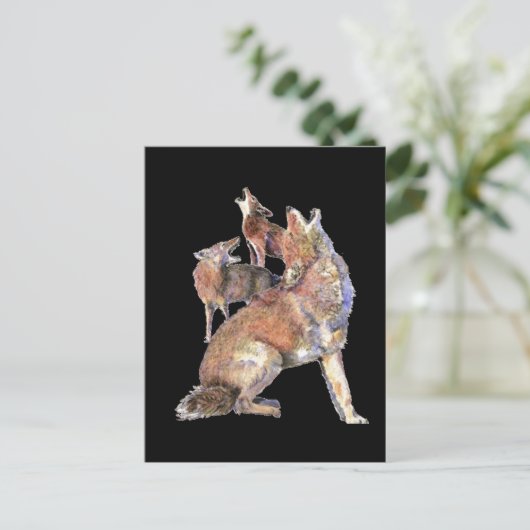 遠吠えするコヨーテの群れ、動物、自然、野生 ポストカード (スタンド正面)