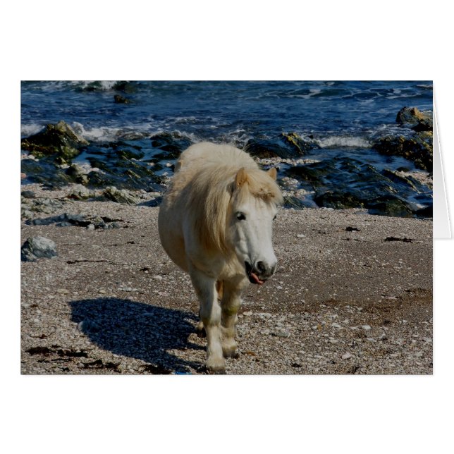 遠隔ビーチの南デボンシェトランド諸島の子馬の歩く (正面横)