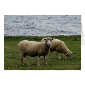 遠隔南デボンのデボンのlongwoolのヒツジは惰走します