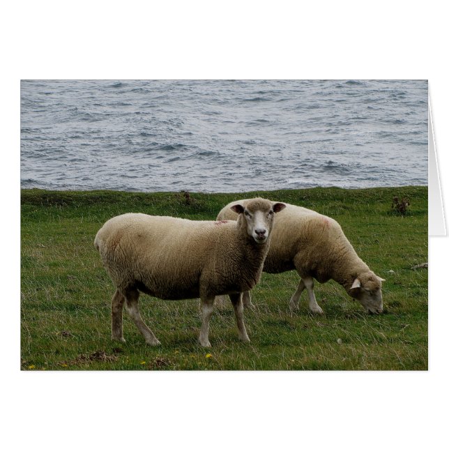 遠隔南デボンのデボンのlongwoolのヒツジは惰走します (正面横)