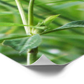 適切なパーチ ポスター (角)