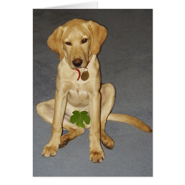 適度な子犬 (正面)